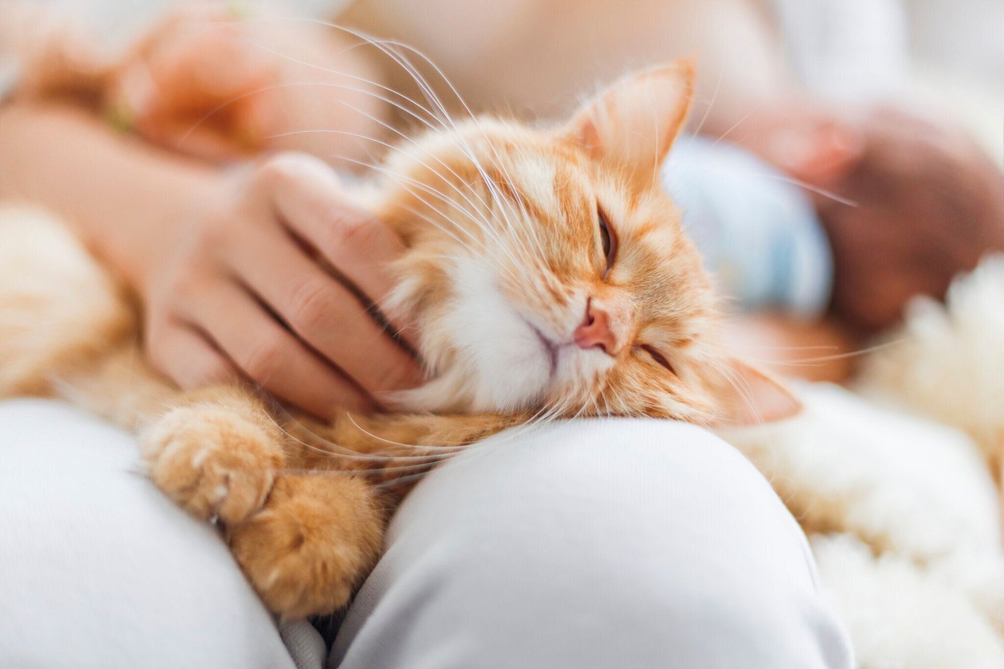 なでてもらう猫