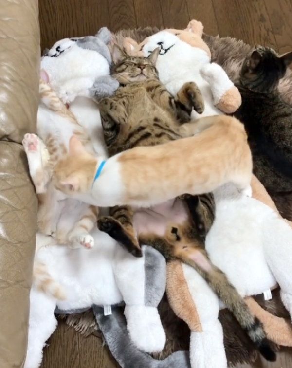 ぬいぐるみに紛れて寝る猫