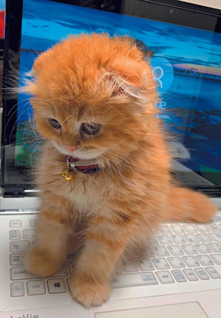 画像／ねこのきもち2019年12月号『猫の病気そこが知りたい』