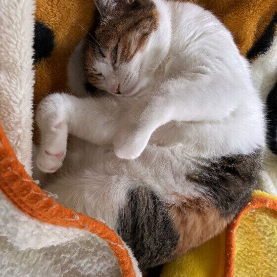 MIXミケのリコちゃん