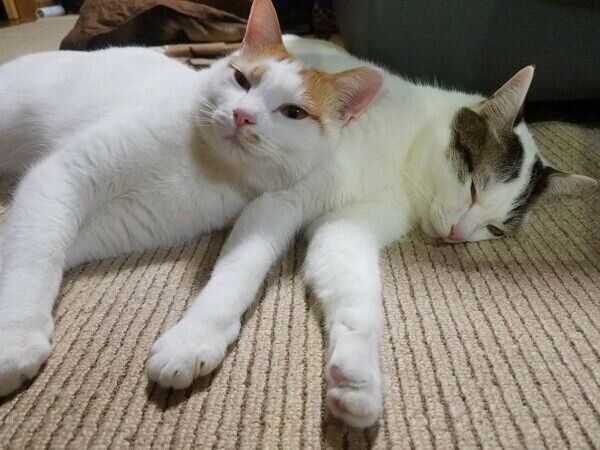 寝転ぶにこちゃんとはなくん