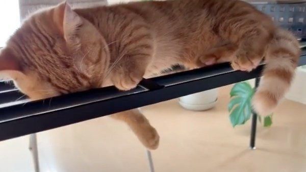 スゴい場所で眠るマンチカン