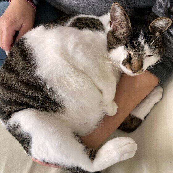 飼い主さんに抱きつく猫