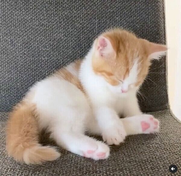 ダイニングチェアでウトウトするはなちゃん