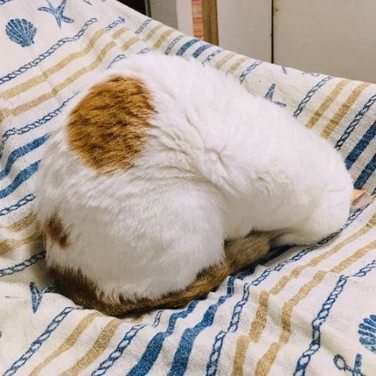 土下座してるの 息できてるの 猫の ごめん寝 から考えられる4つのこと ねこのきもちweb Magazine