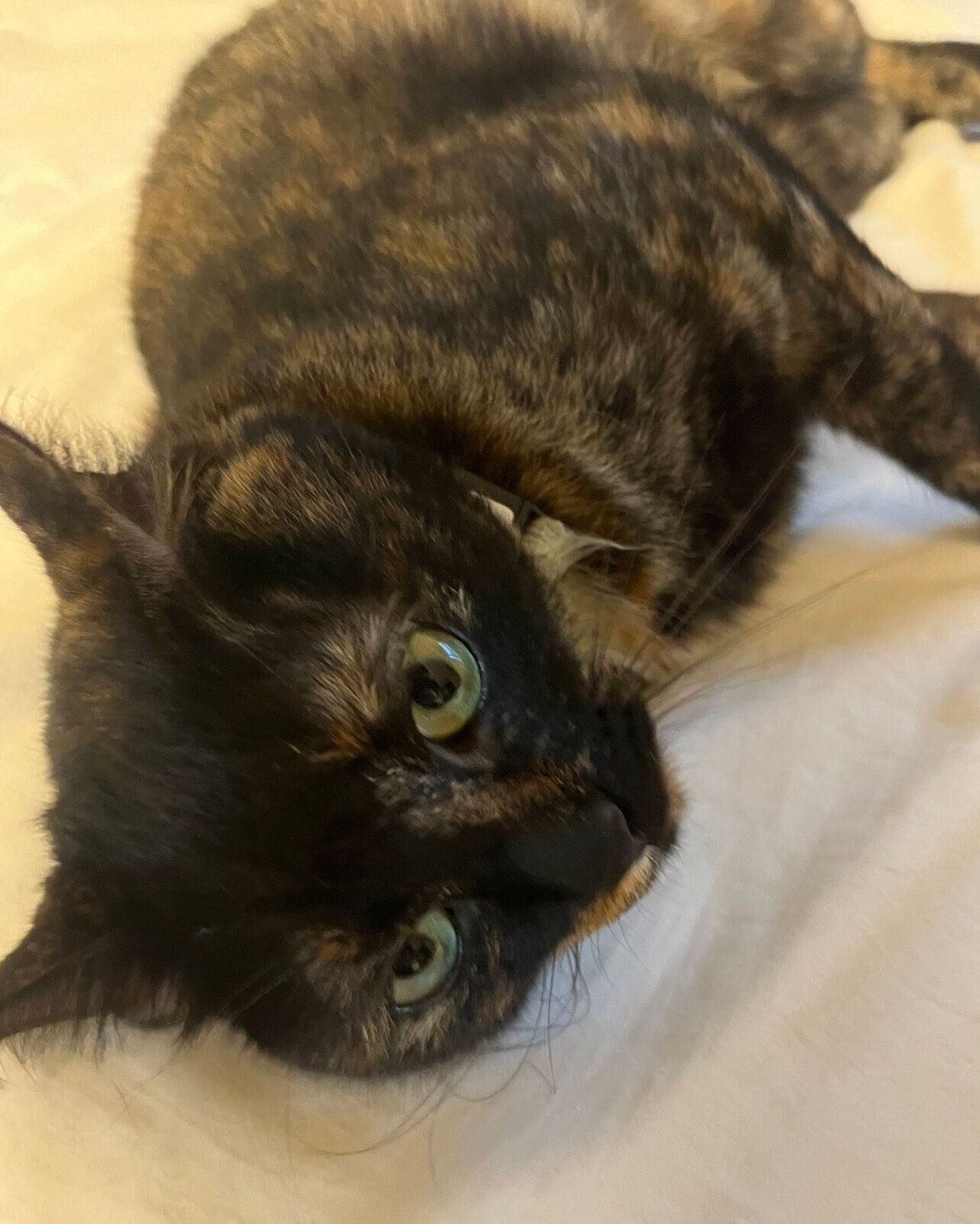 飼い主さんの隣で眠るがんもちゃん