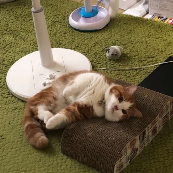 マンチカンの弦ちゃん