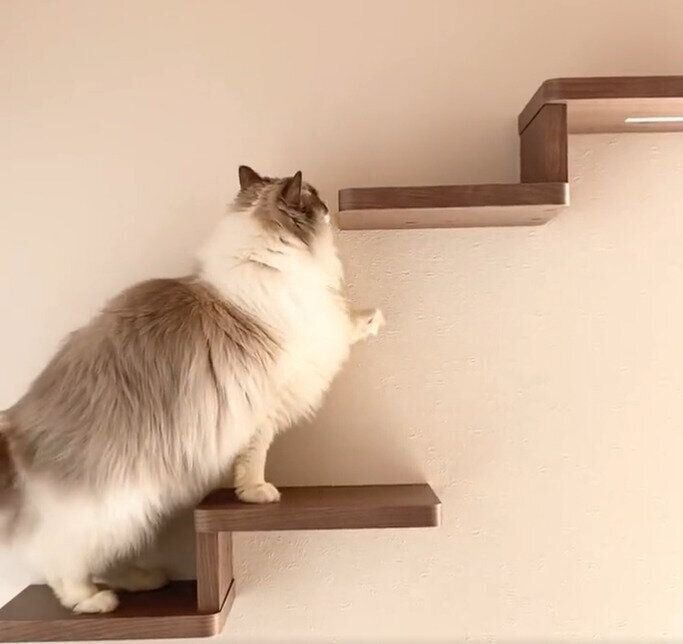 隣のステップに前足を伸ばすちまきちゃん