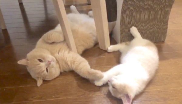 手を繋いで眠るぽてとくんとてんぷらくん