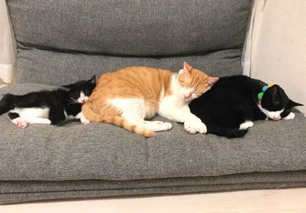 先輩猫にくっつくむーくん