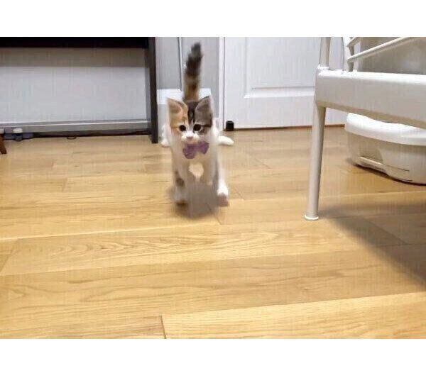 名前を呼ばれて走ってくるうなぎちゃん