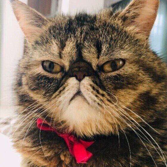 リボンがおしゃれなエキゾチック