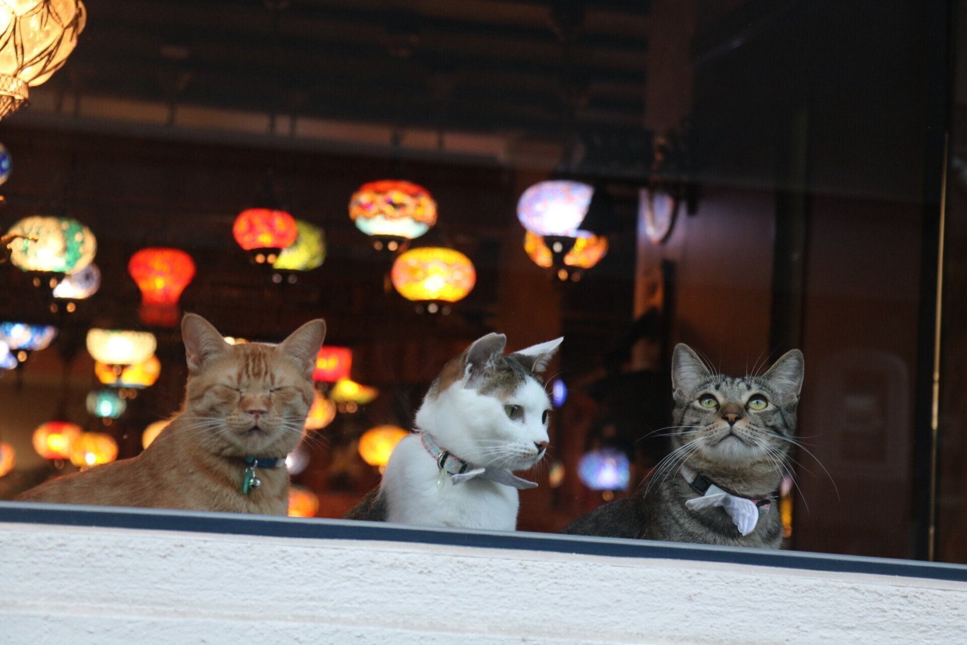 しらたまジャーンプ！！