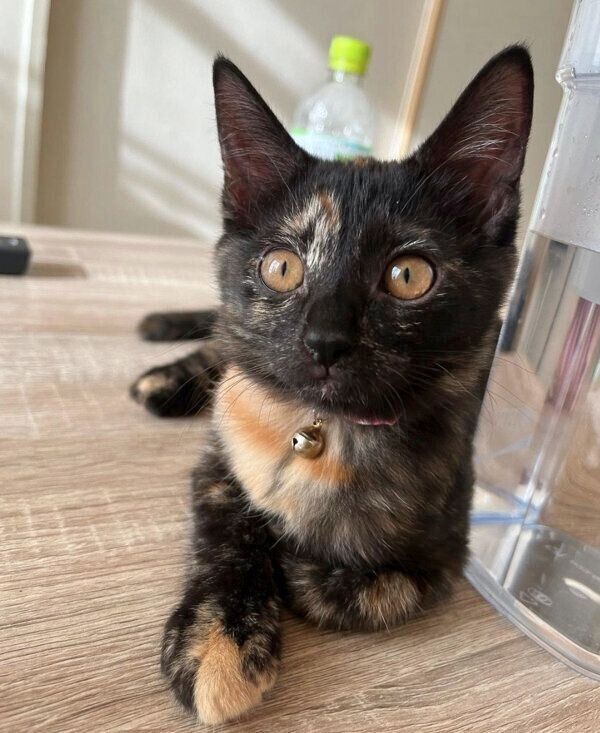 まったりする蒼ちゃん