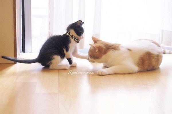 元保護猫だったレオンくんと武蔵くん