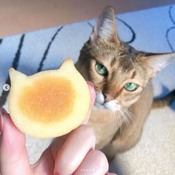 「ふぃにゃんシェ」