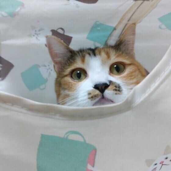 MIXミケのルナちゃん