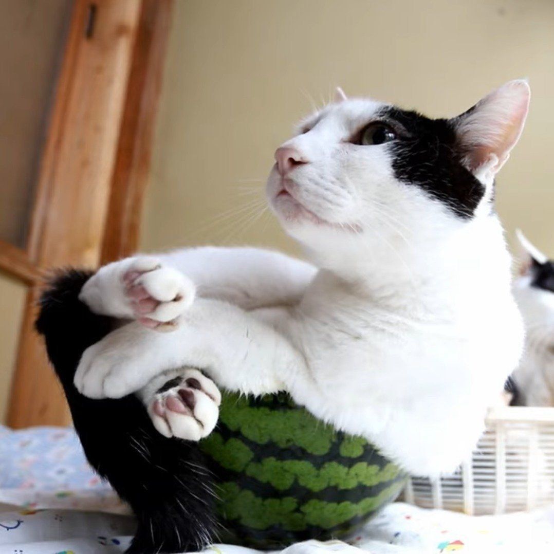 すいかにはまっている７３ちゃん