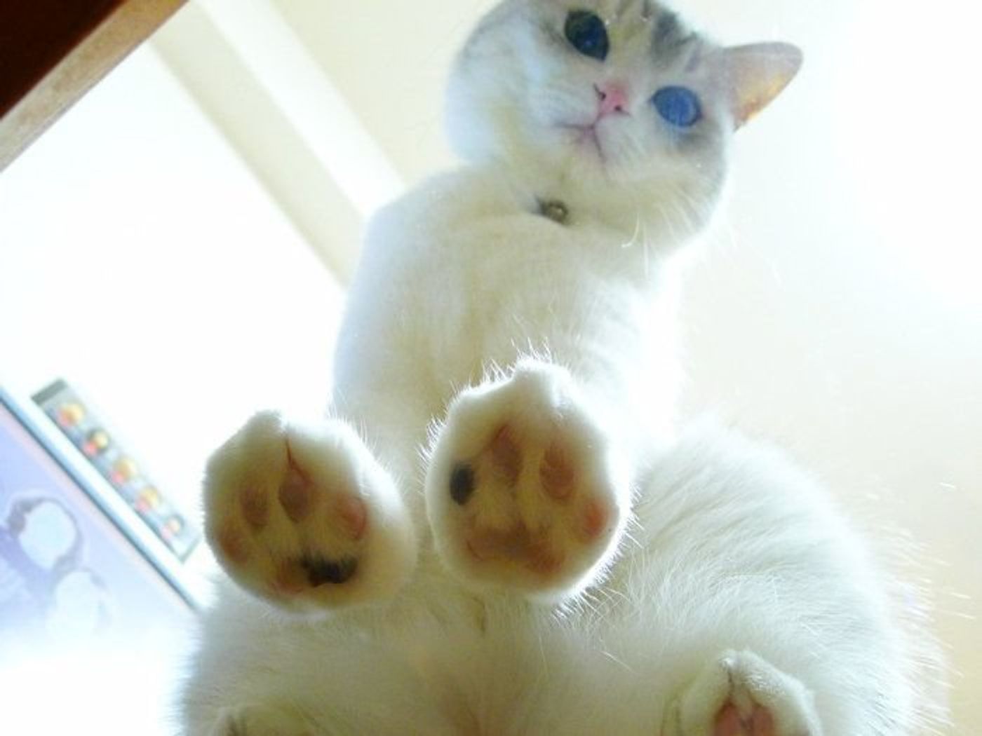 猫の手のひら の大きさ 本日もねこ晴れなり Vol 229 ねこのきもちweb Magazine 猫の手のひら の大きさ 本日もねこ晴れなり Vol 229 ねこのきもちweb Magazine