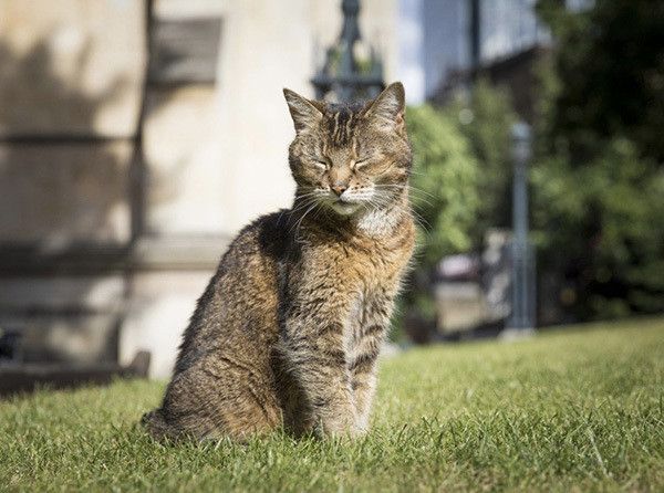 ダーキンス・マニフィキャット