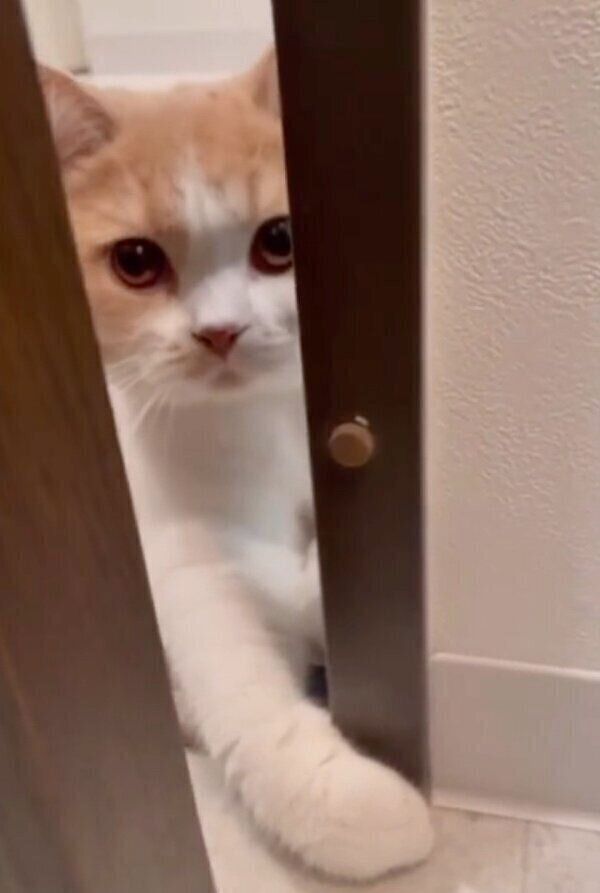 ドアをちょんちょんと触って開けるかんきちくん