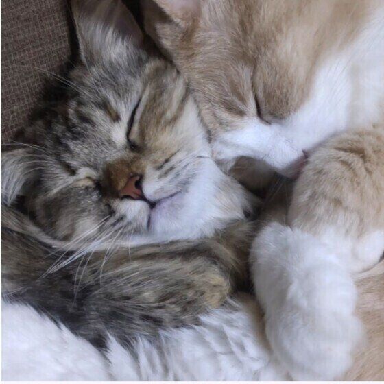 仲よく眠る猫たち