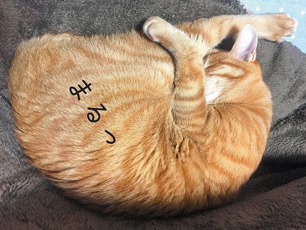 丸まって眠る猫／「ねこのきもち」2016年11月号