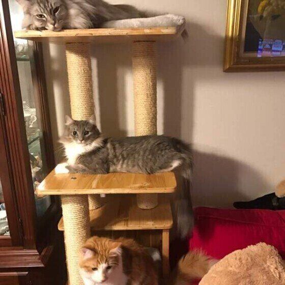 我が家は、年功序列でタワーの座る位置が決まっているの。 私は、2番目だから真ん中の段。寝る場所広くて大好きなネコタワー❤️