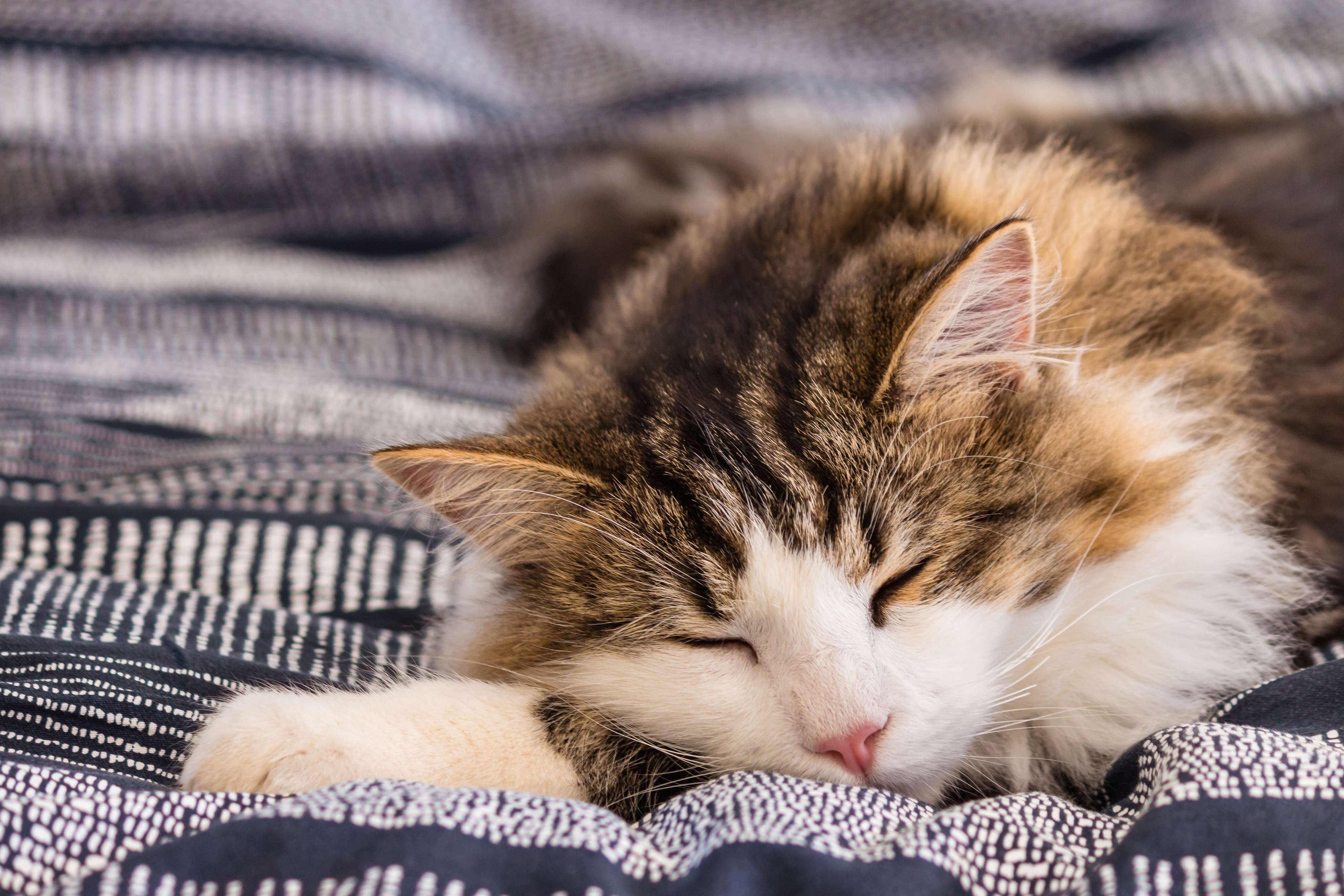 あごをつけて眠る猫