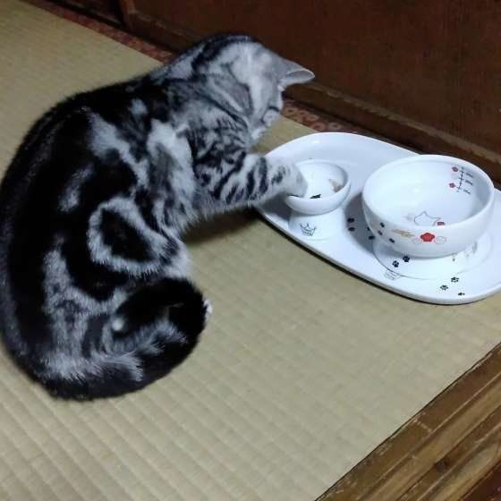 手でごはんを食べるアメリカンショートヘア