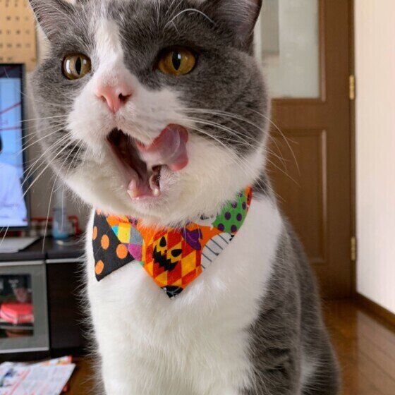 ごはんを食べたブリティッシュショートヘア