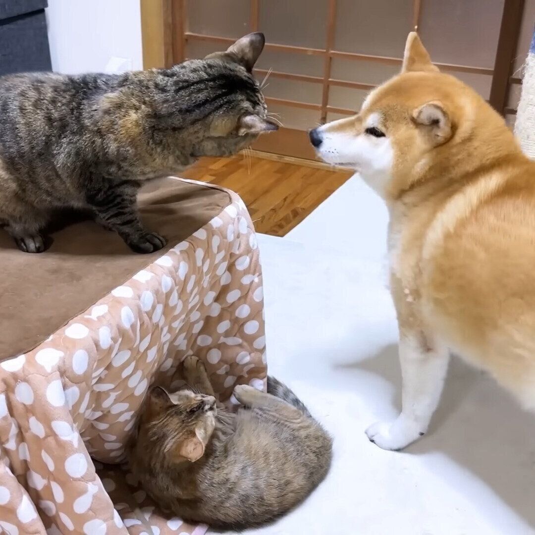 止めに入るリムちゃん