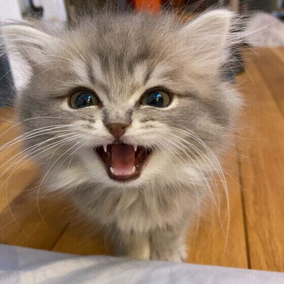 ラガマフィンのLottaくん