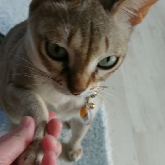 まゆちゃん シンガプーラ