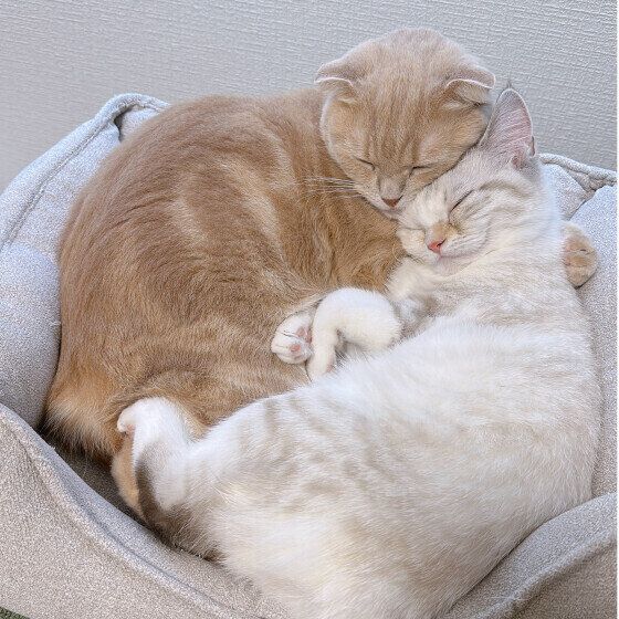 スコティッシュフォールドの梛くんたち♪