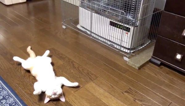 ストーブの虜となってしまったミィちゃん