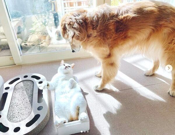 箱に入る豆ちゃんを見つめる小麦ちゃん