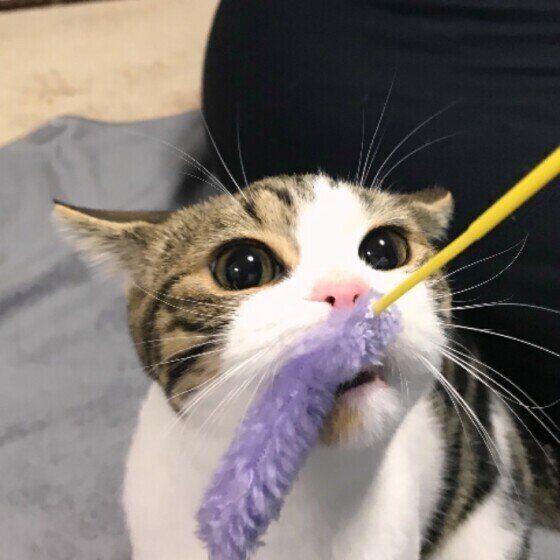 遊ぶスコティッシュフォールド