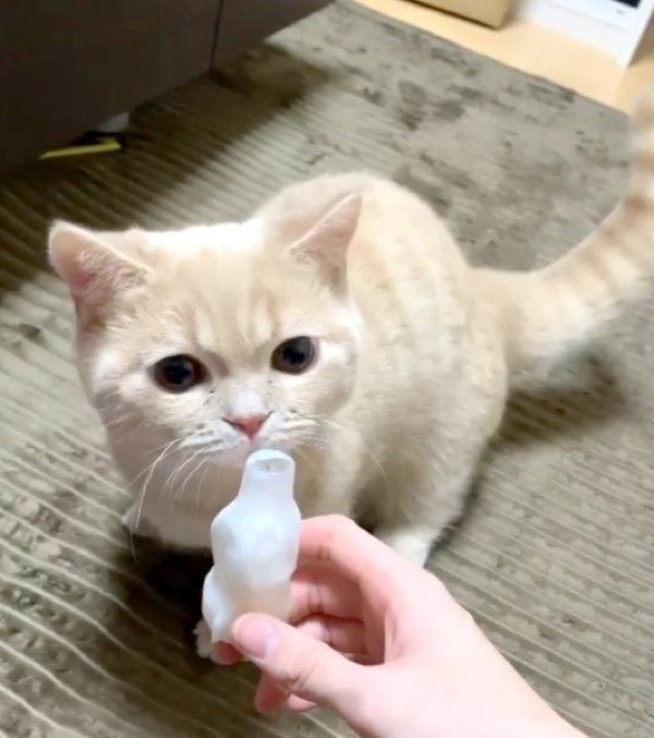 「パピコ」が気になるむぎくん