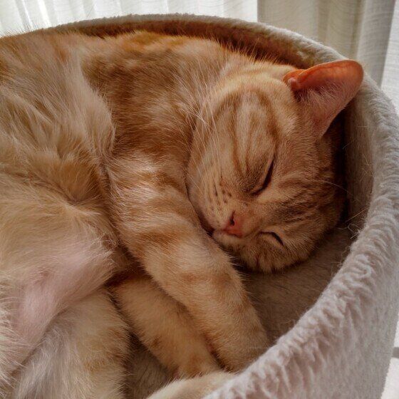 アメリカンショートヘアのきなこちゃん