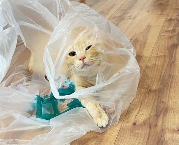 ビニール袋に入る猫