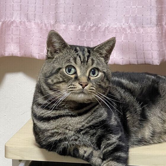 キジトラのチョムくん