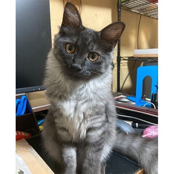 見つめるうかちゃん