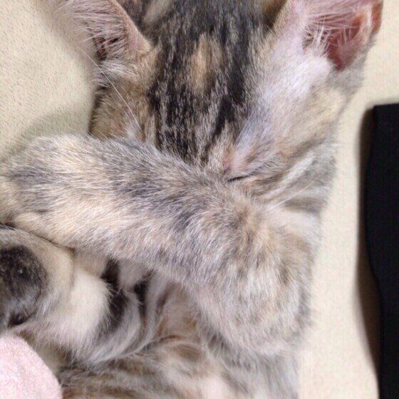 目を隠しているちび