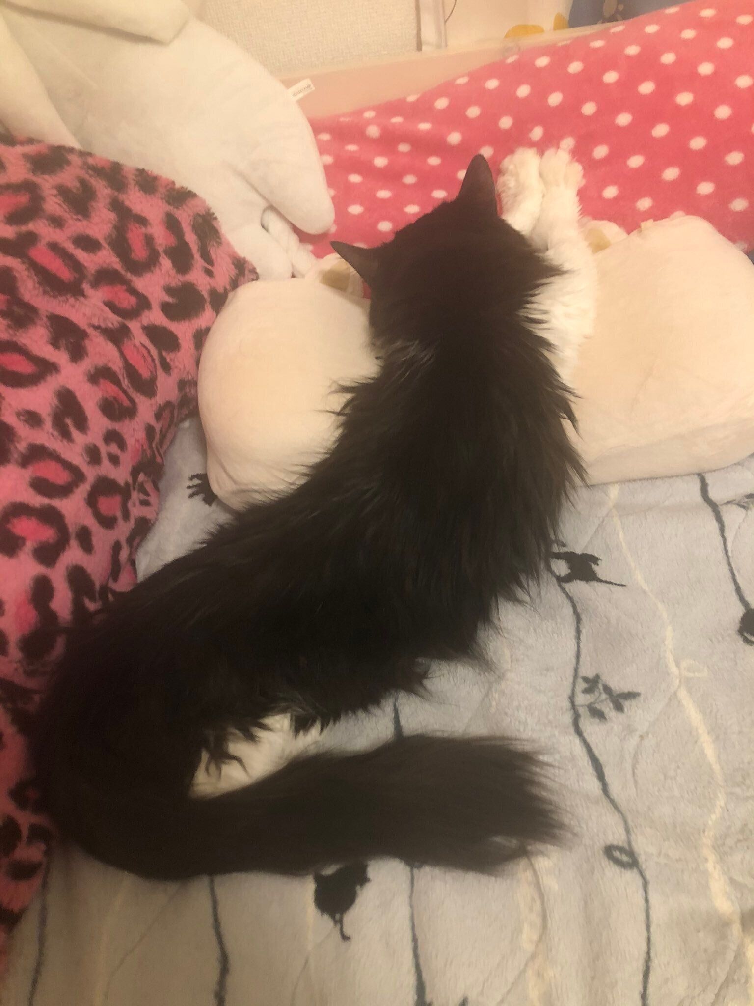 飼い主さんと同じポーズで寝る猫ちゃん