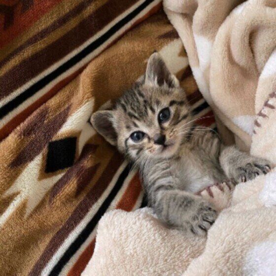 布団でねんねするたまちーちゃん