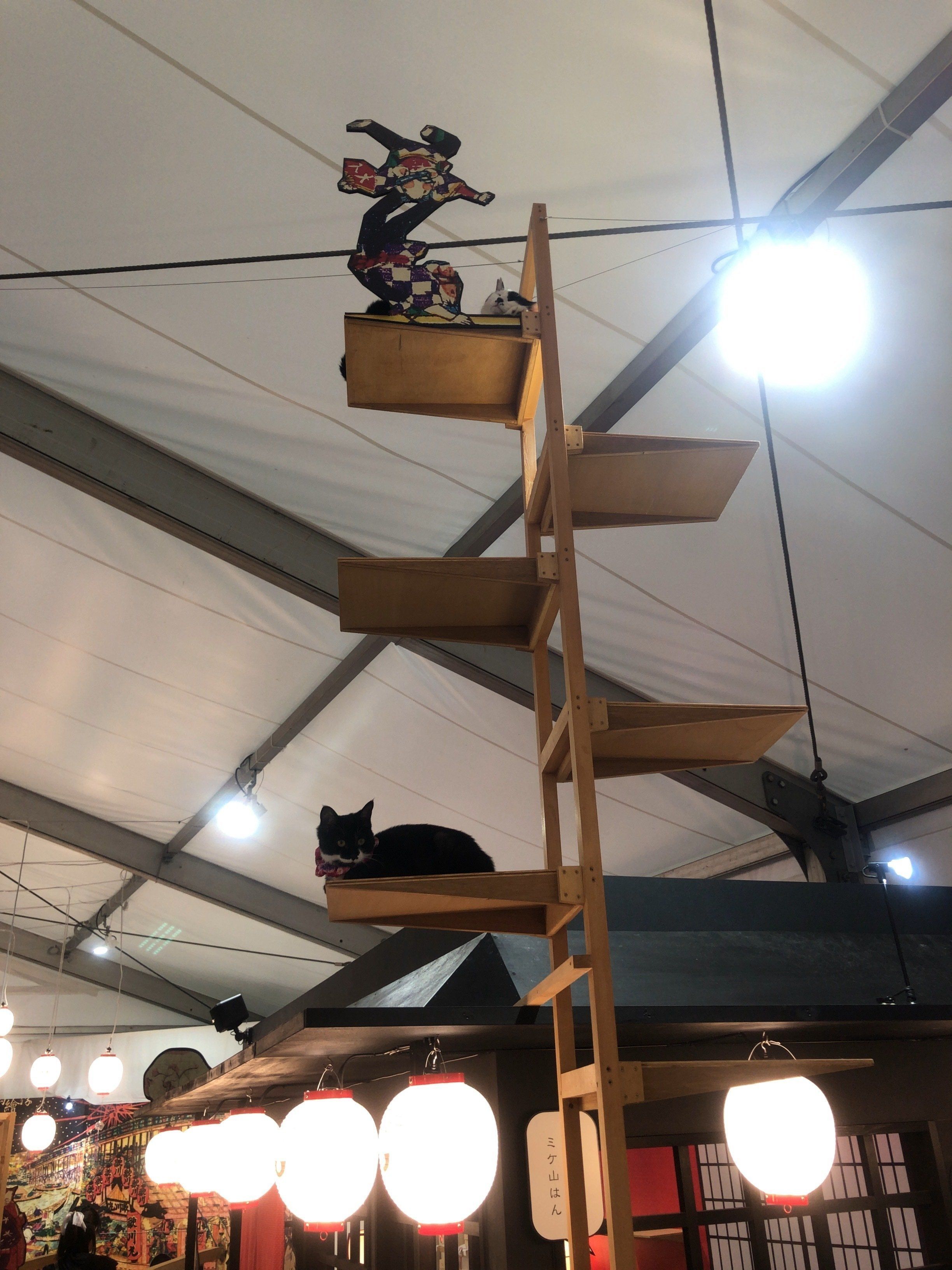 高いところにいる猫ちゃん