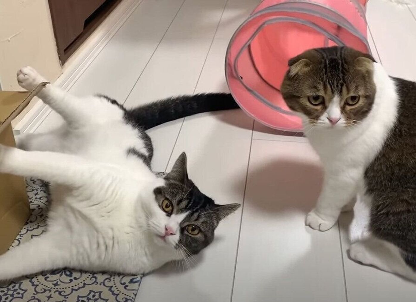 パパ猫にかまってほしい息子猫 キックをかますもノーガードで受け止められてしまう ねこのきもちweb Magazine パパ猫にかまってほしい息子猫 キックをかますもノーガードで受け止められてしまう ねこのきもちweb Magazine