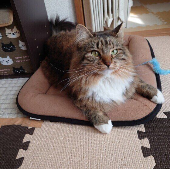 見つめるメインクーン