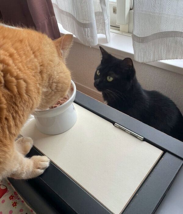 先輩猫を見つめるあんこちゃん